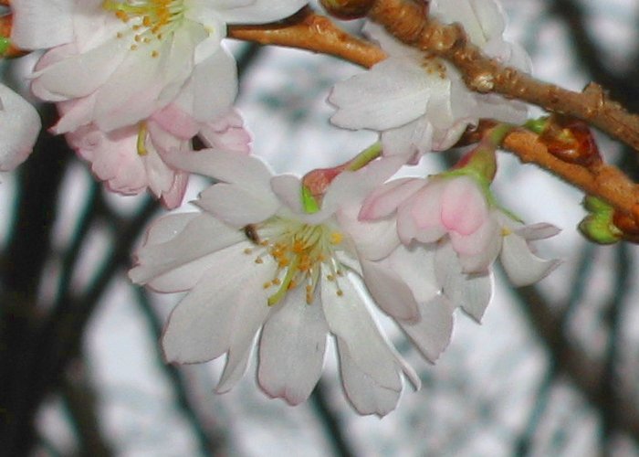 Prunus nipponica in bloom, 1 Dec 2006