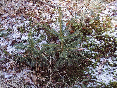 Young spruce saplings near old plantation. Myles Standish State Forest, Carver
