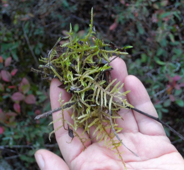 Hylocomium splendens, a typical moss of boreal conifer forests, follows Norway spruce, wherever the spruce settles.