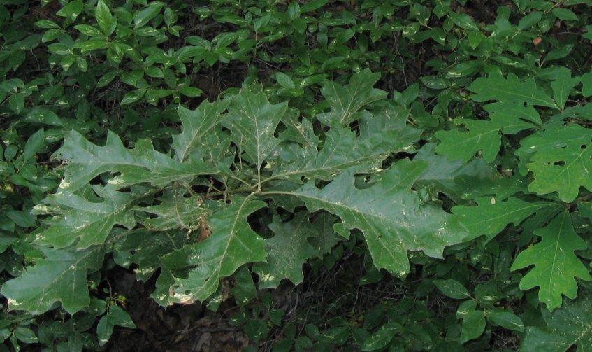 Quercitron (Black Oak Inner Bark)