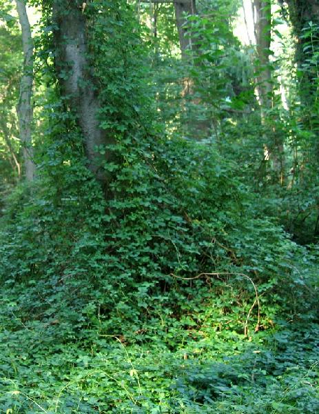 Chocolate vine (Akebia quinata) infestation in Forbes Woods, Milton, MA (2009)