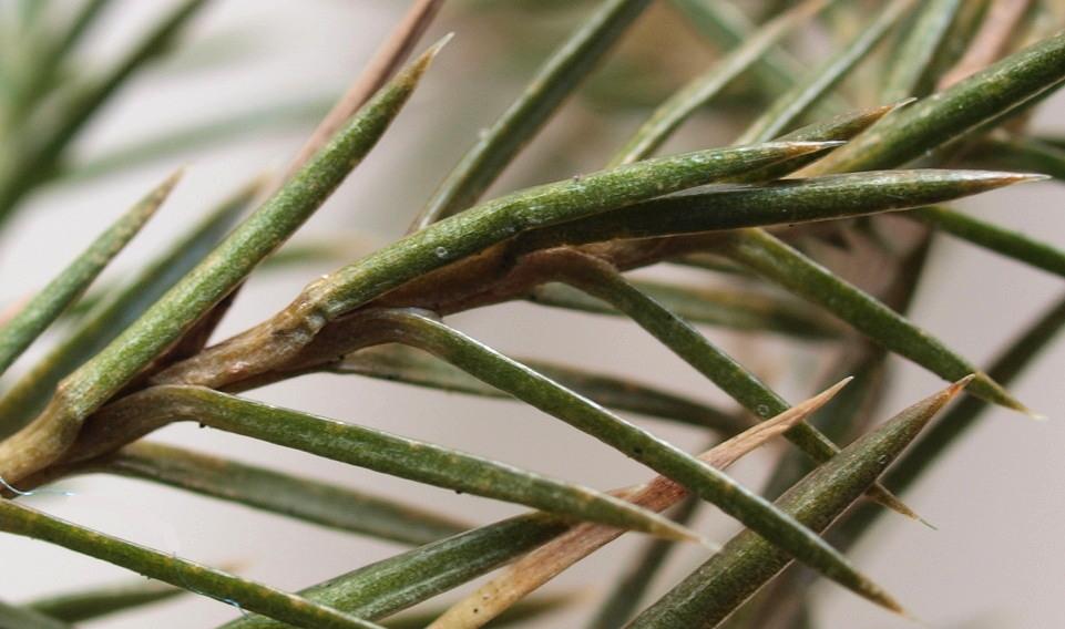 eastern red cedar needles