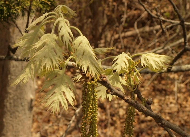 quercus prinus flower